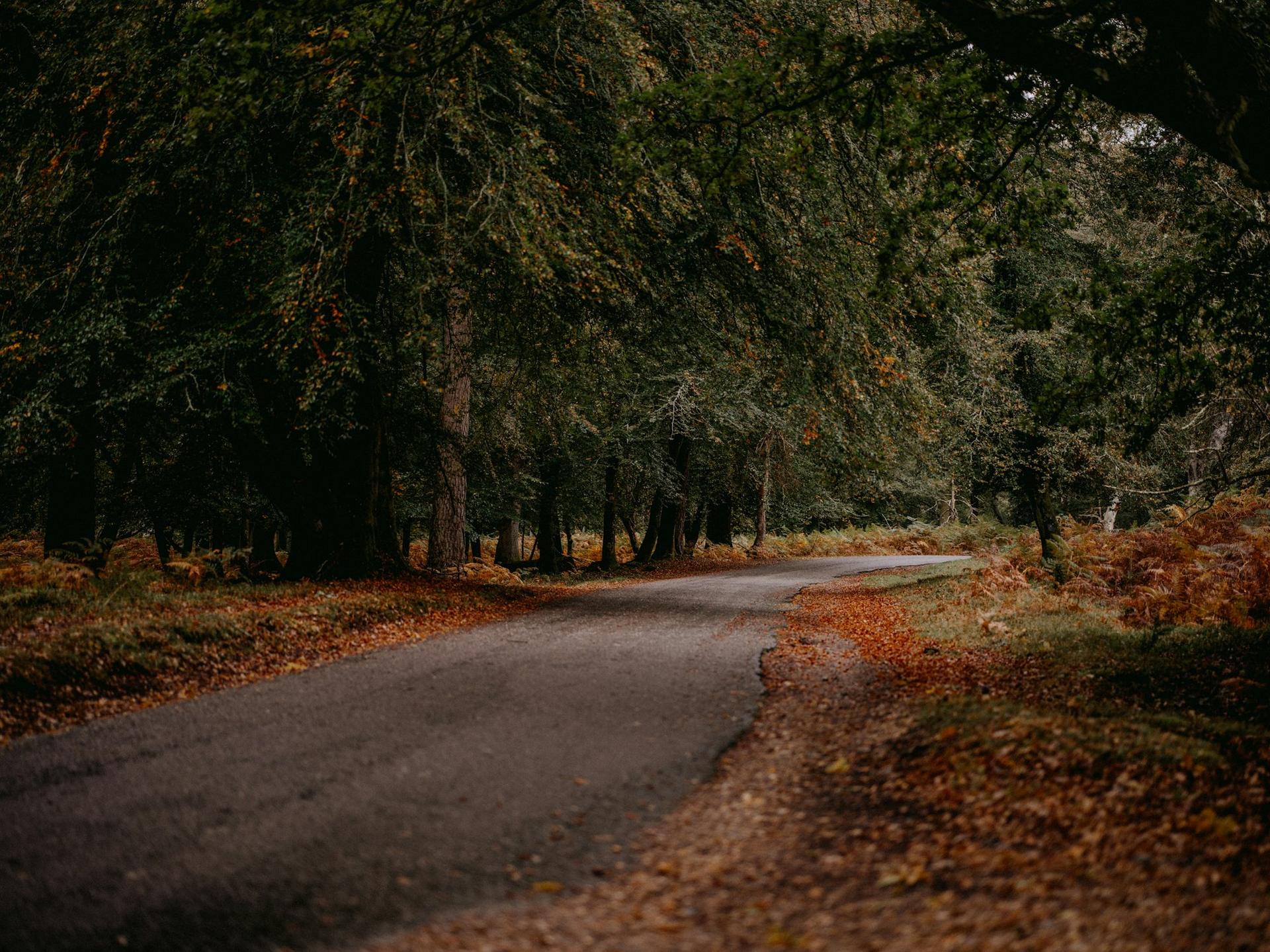 Autumn country lane lined with trees