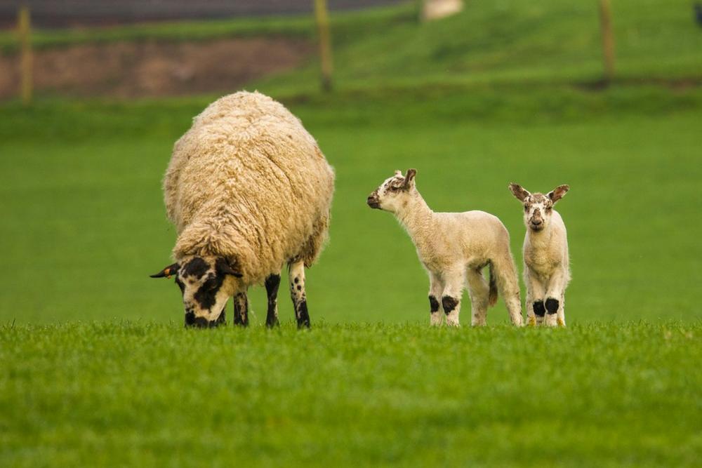 A ewe and two lambs in a green Devon field