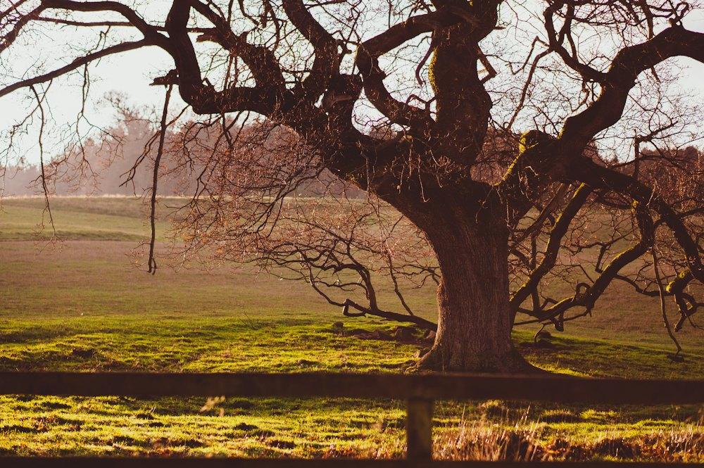 An old oak in golden autumn light