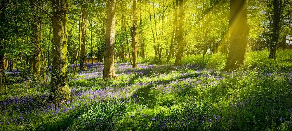 Bluebells carpeting a sunlit wood
