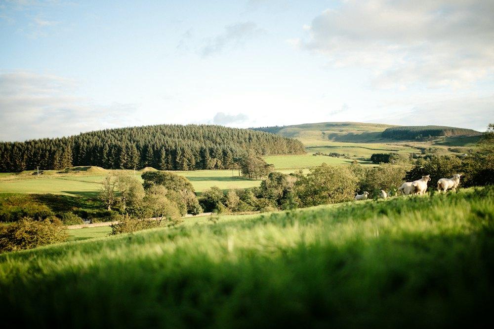 Green Devon hills on a summer evening